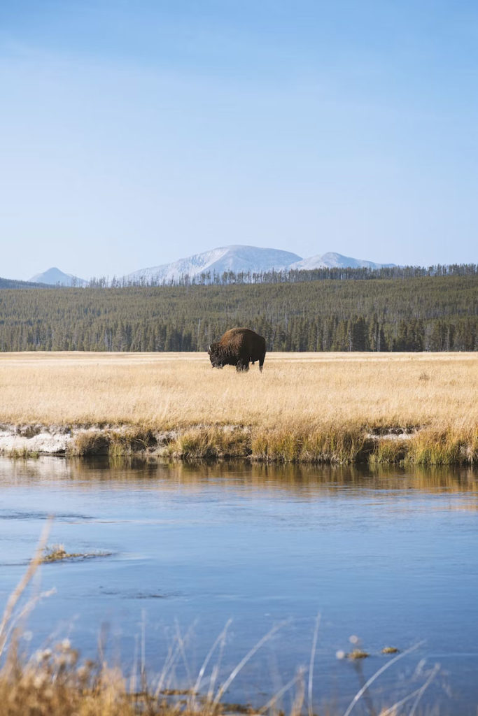 Yellowstone