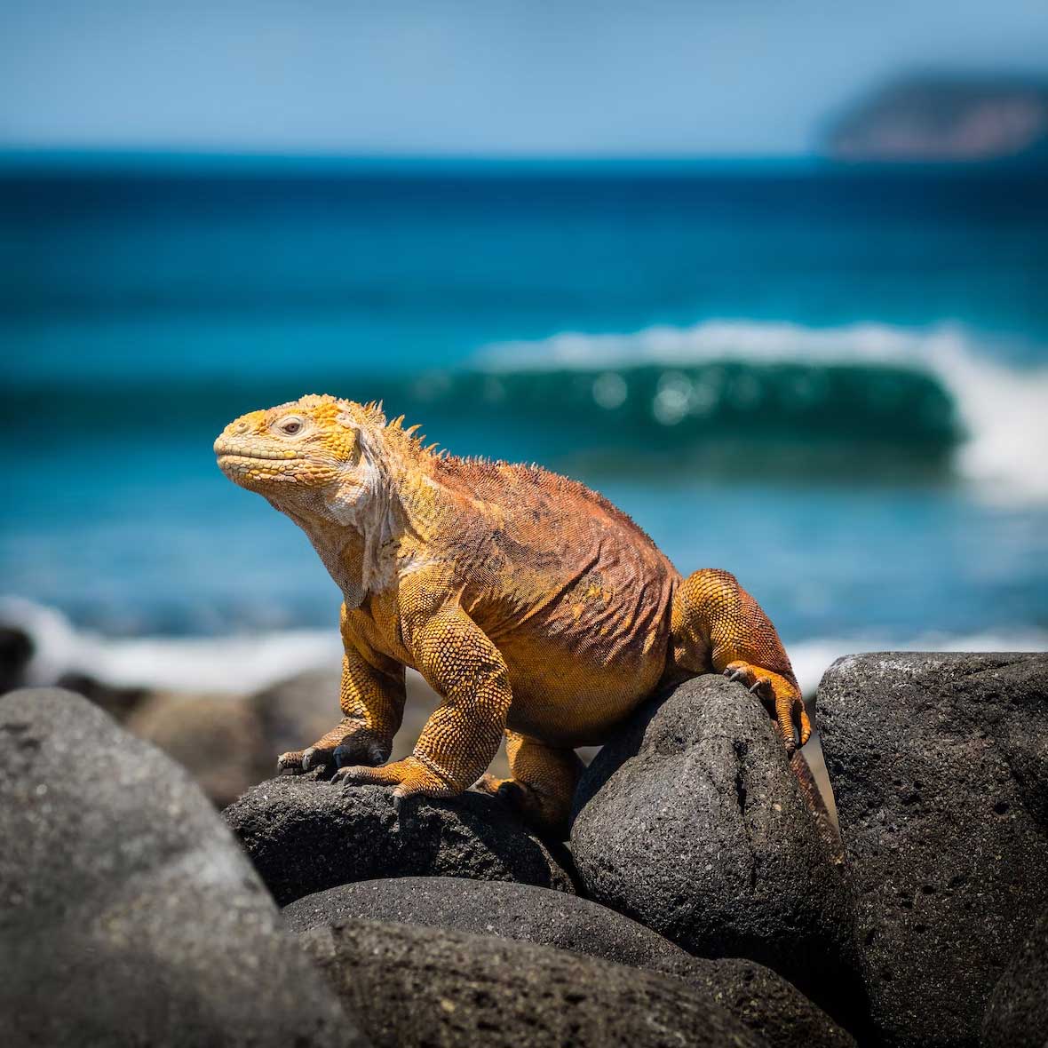 iles galapagos