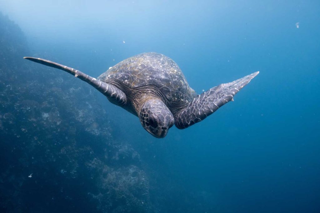 iles galapagos